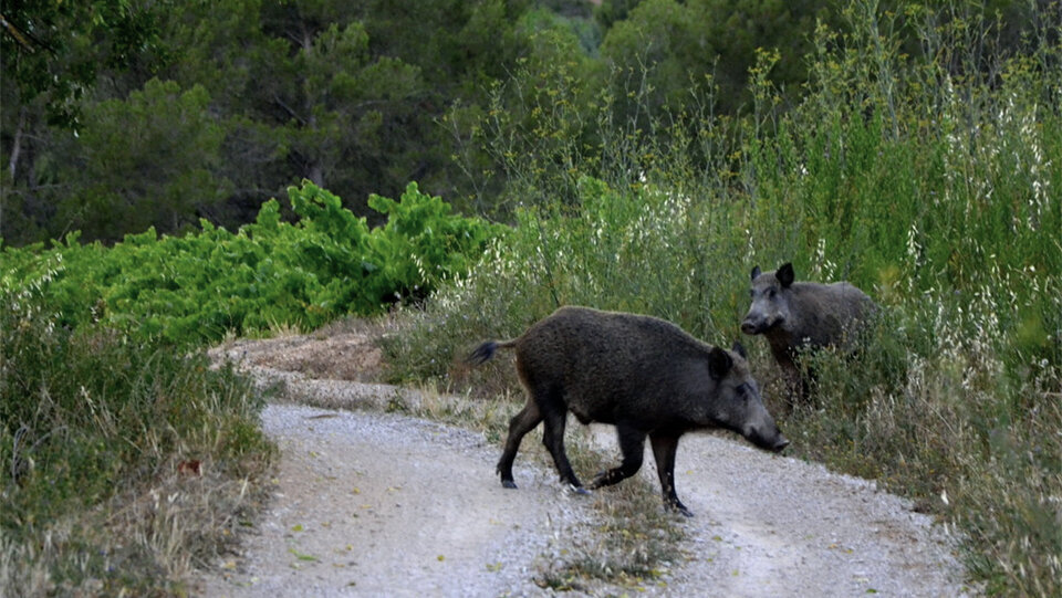 Porc senglar en els camins de Ponent ©DARPA