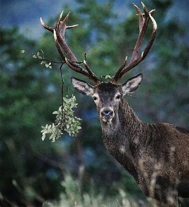 Un cervol en paratges del Pirineu 1 ©DARPA