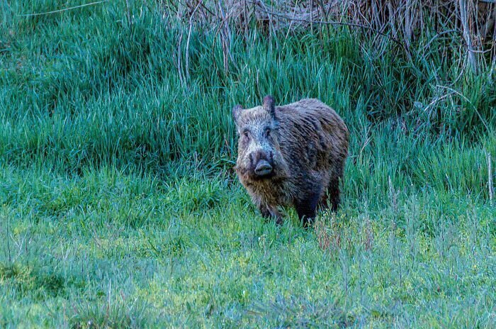 _Porc fer III