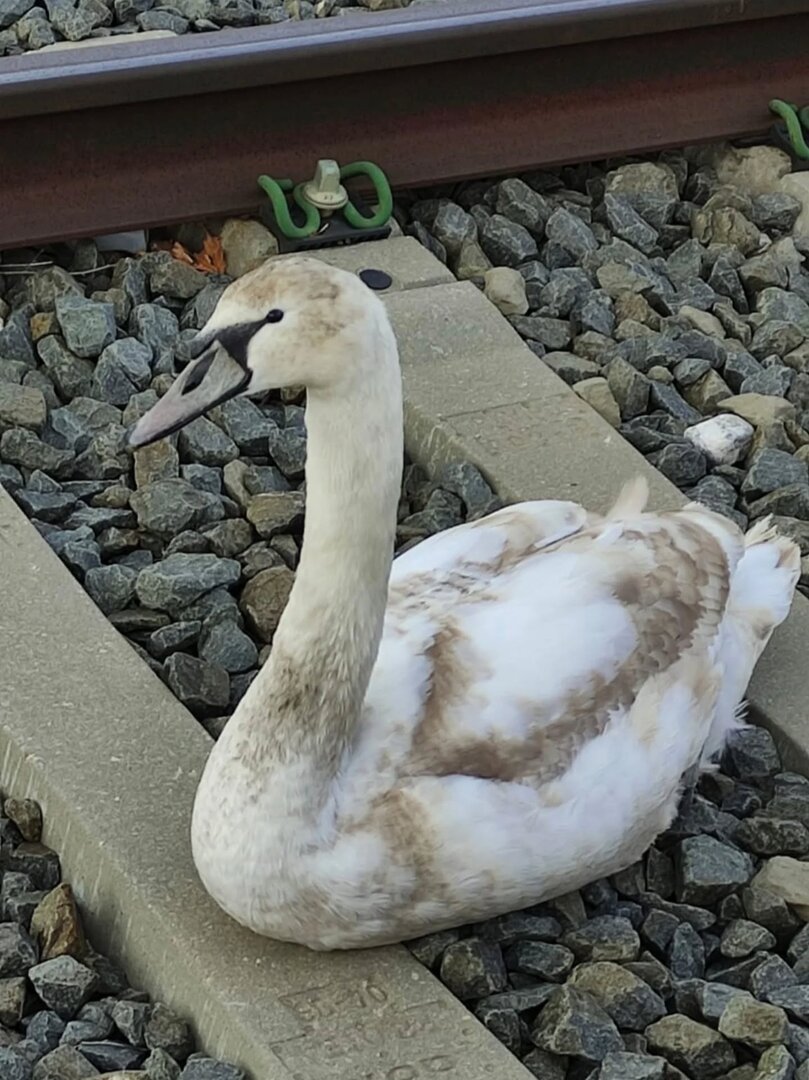 Cigne rescatat a Puigcerdà