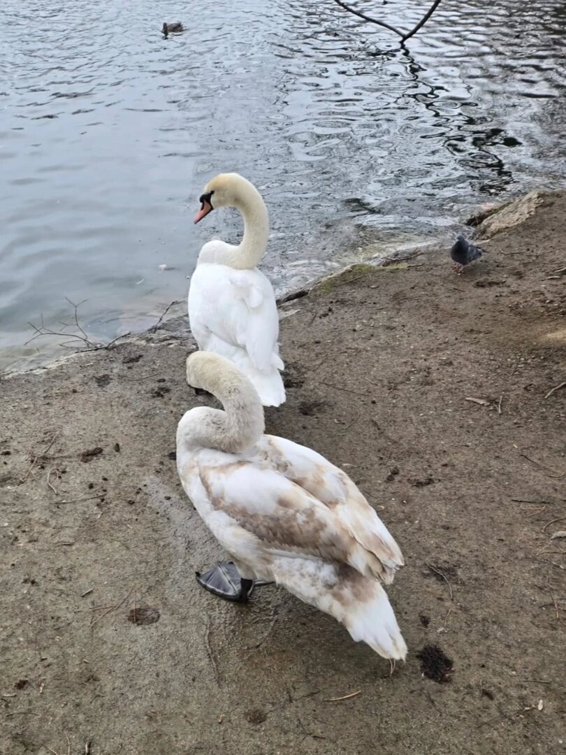 Cigne rescatat a Puigcerdà 3