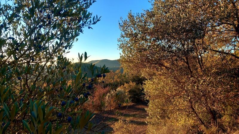 Oliver I