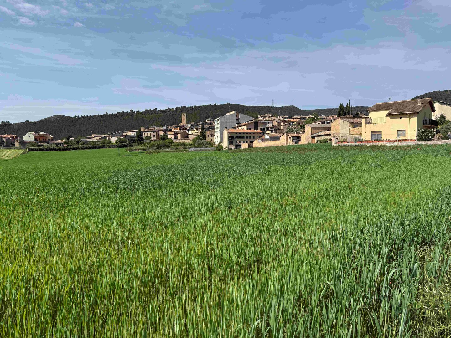 CEREALS ANTICS PALLARS 3