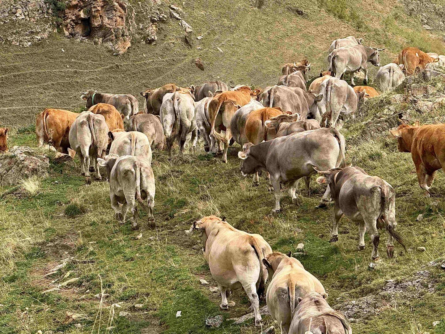 Vaques Pallars Sobirà 2