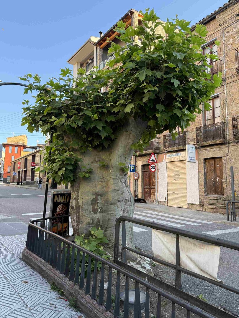 Plataner de la plaça de l'Arbre de la Pobla de Segur 2