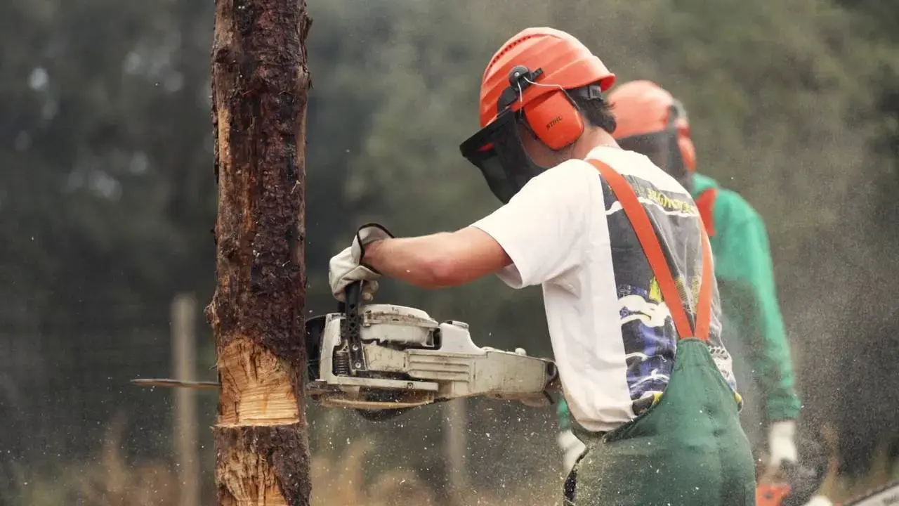 CICLE FORMATIU FORESTAL