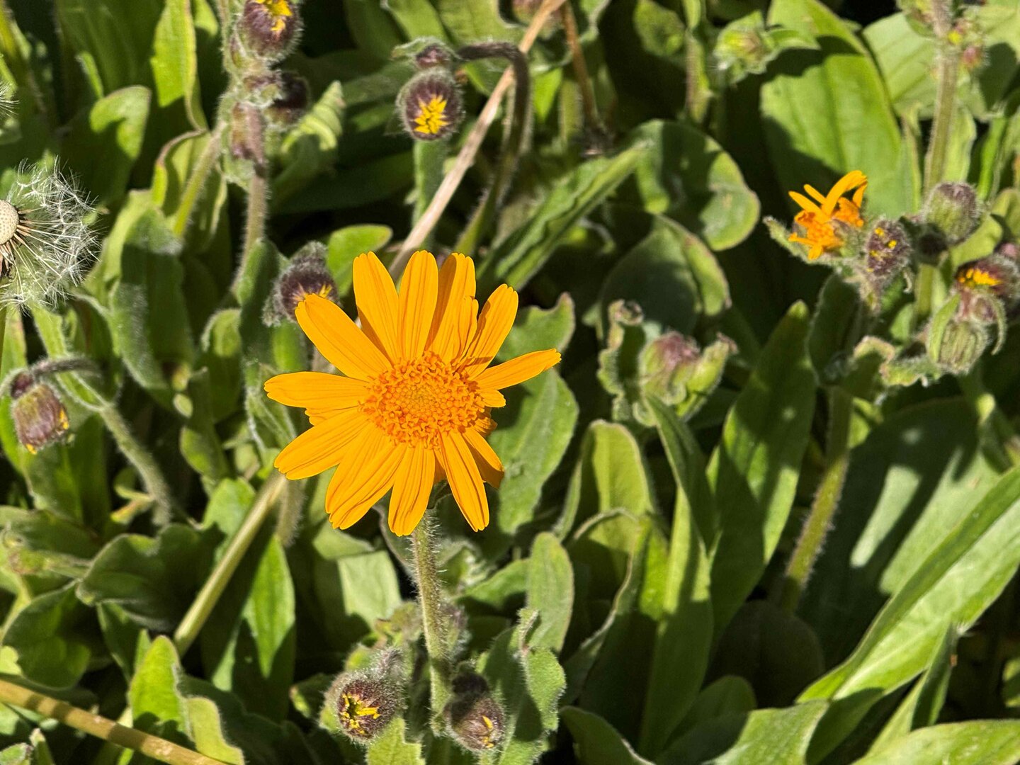 PLANTACIÓ D'ÀRNICA 2