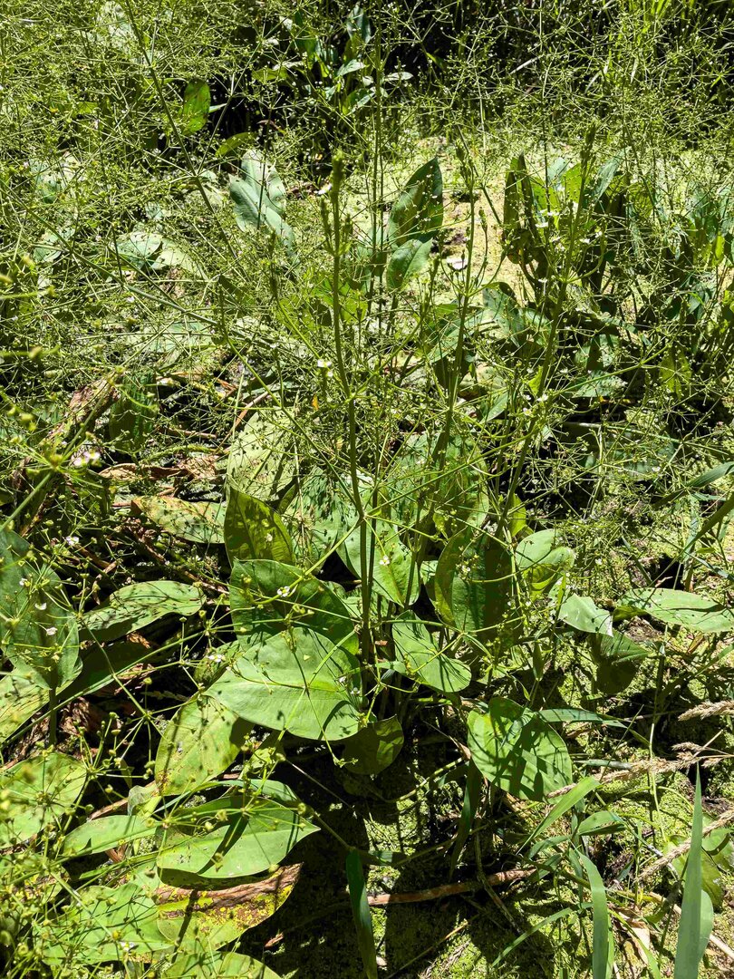 Vegetacio-ribera