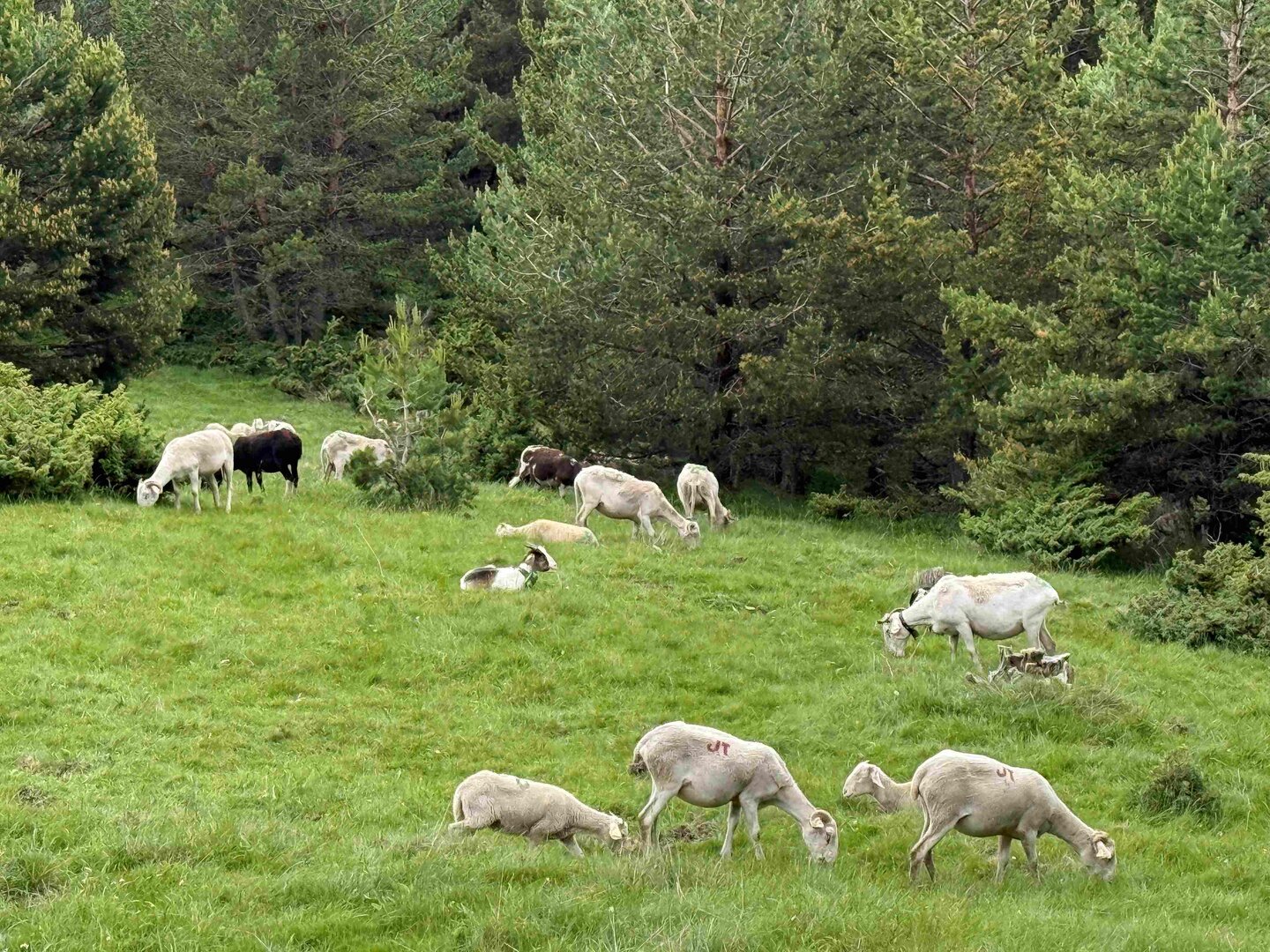 ramat de Vilamòs 3