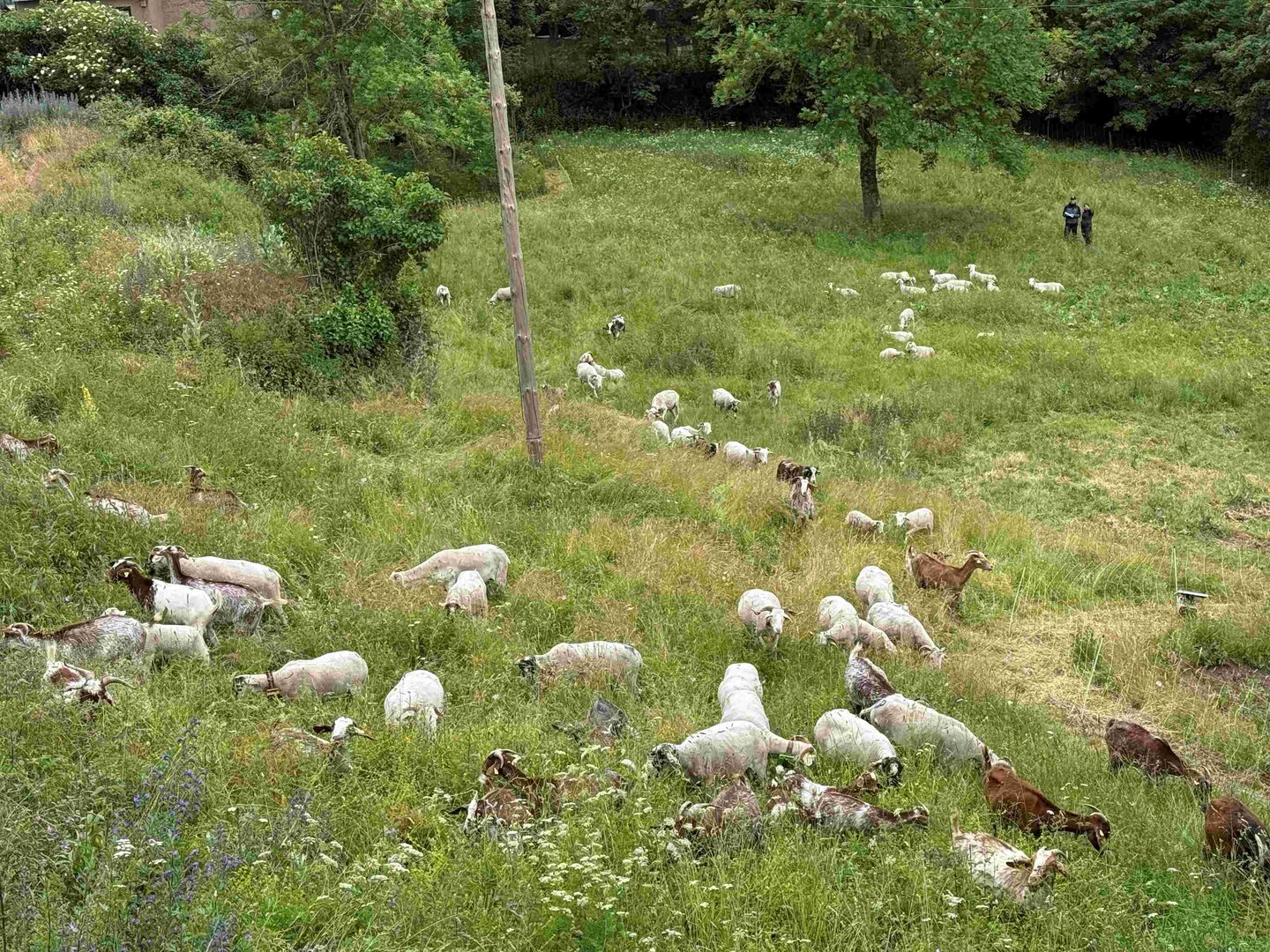 ramat de Vilamòs 5