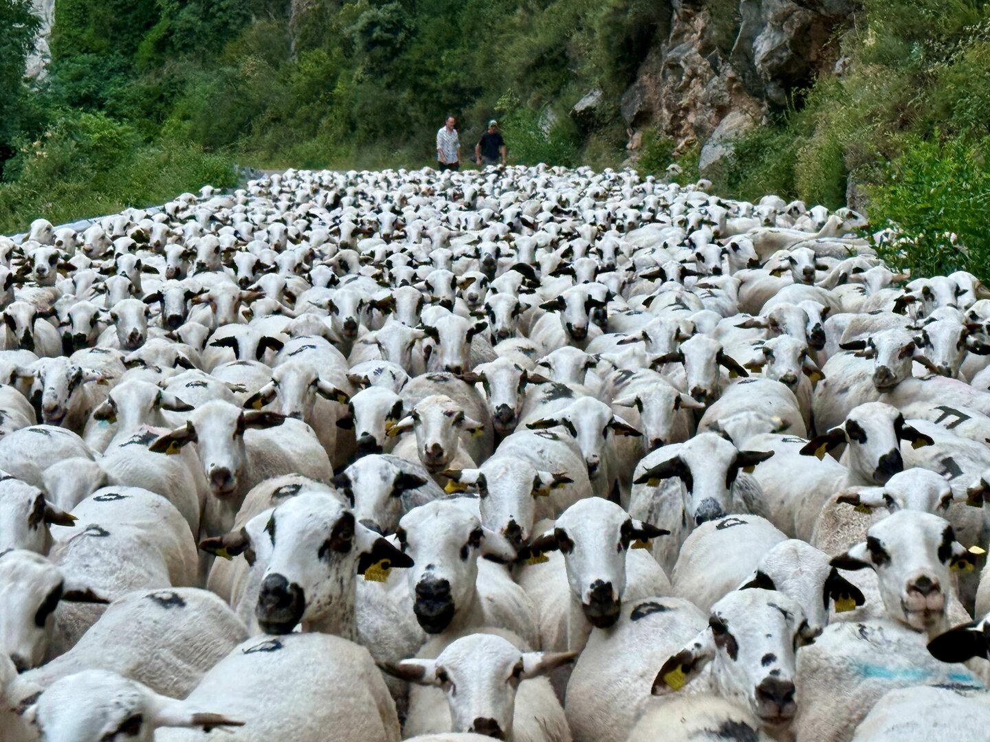 Ramat entre Pallars