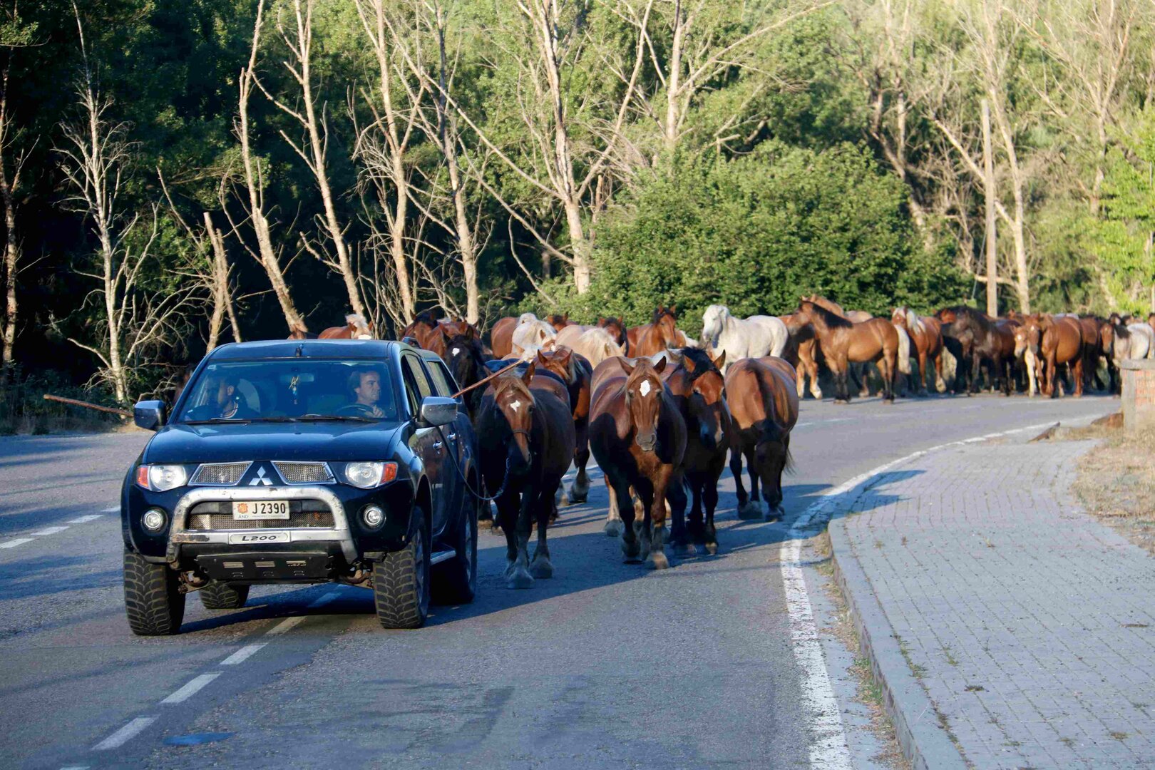 Cavalls Palanca 2